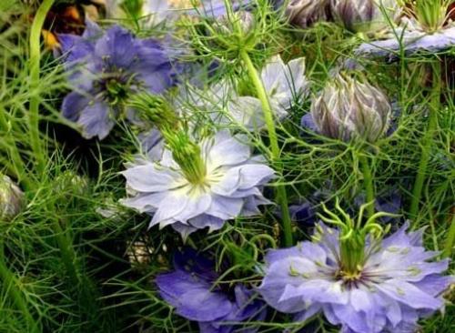 Однолетники: посев под зиму. 08