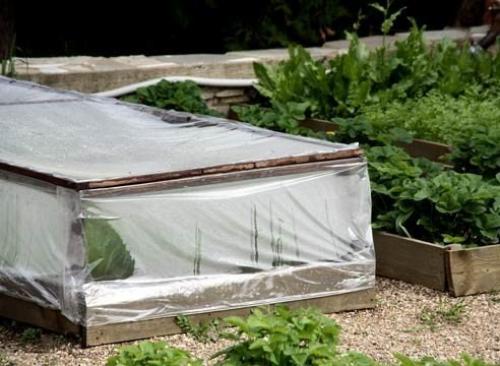 Однолетники: посев под зиму. 02