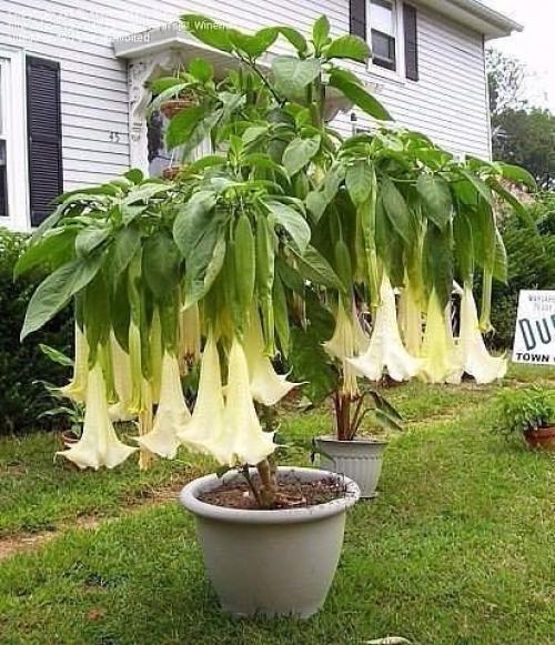 Бругмансия - душистая царица ночи! 01