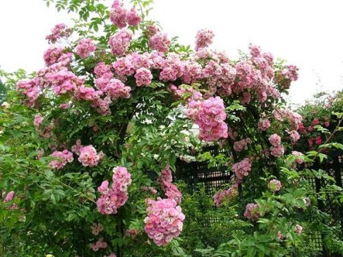 Розарий на даче.  Розарий на даче - замечательное украшение, которое сможет преобразить даже самый неказистый участок. 01