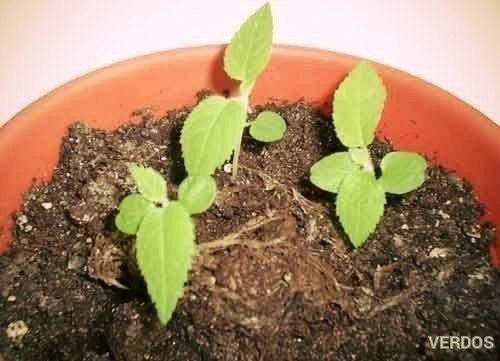 Мы выращиваем киви дома! 01 Мы выращиваем киви дома! 01