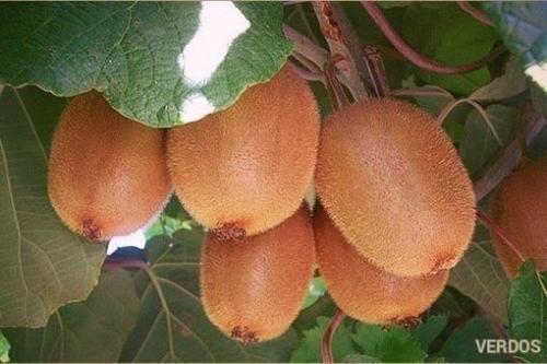 Мы выращиваем киви дома! 04 Мы выращиваем киви дома! 04