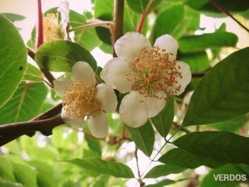 Мы выращиваем киви дома! 03 Мы выращиваем киви дома! 03