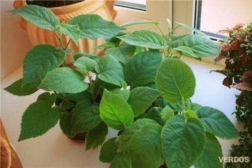 Мы выращиваем киви дома! 02 Мы выращиваем киви дома! 02