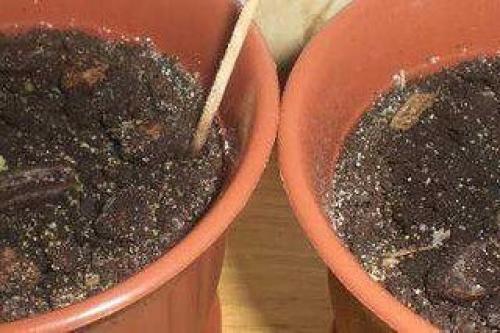 Мы выращиваем финиковую пальму из косточки. 02 Мы выращиваем финиковую пальму из косточки. 02