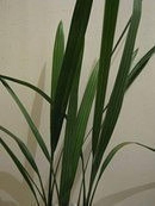 Мы выращиваем финиковую пальму из косточки. 04 Мы выращиваем финиковую пальму из косточки. 04