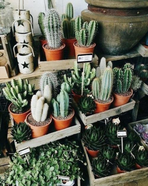 Многим нравятся комнатные растения, но не все умеют за ними ухаживать. 01