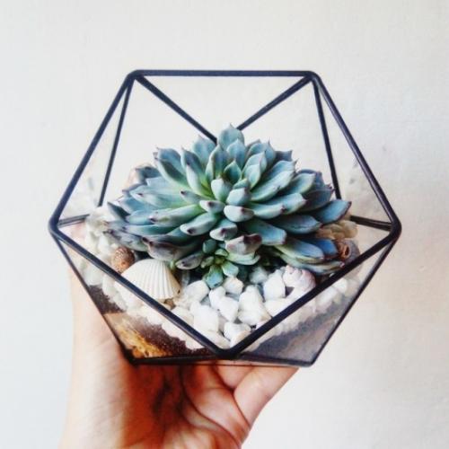 Многим нравятся комнатные растения, но не все умеют за ними ухаживать. 03