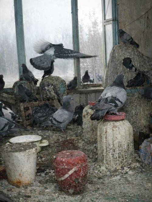 Житель Воркуты на собственном опыте узнал, что природа не терпит пустоты, особенно если в квартире оставлена открытая форточка. 01