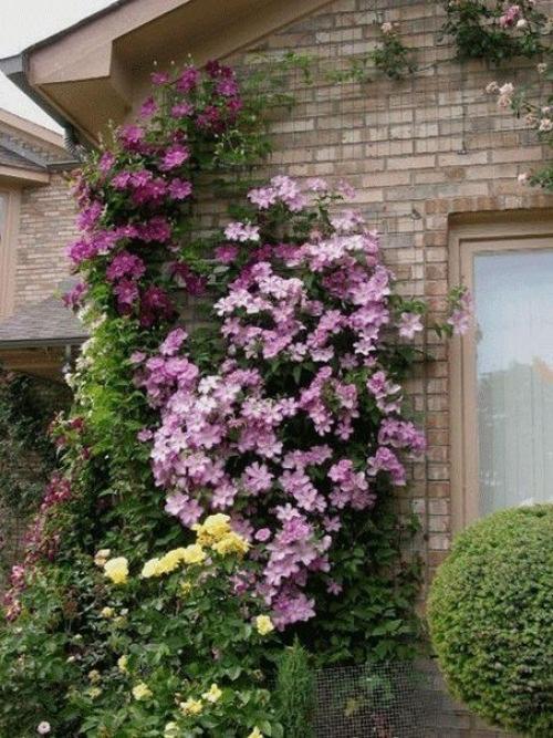 Многолетние вьющиеся лианы: буйство красок в вашем саду. 01 Многолетние вьющиеся лианы: буйство красок в вашем саду. 01