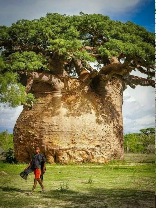 Баобаб - это не просто растение, это легенда, живой символ Африки и одно из самых удивительных творений природы. 01
