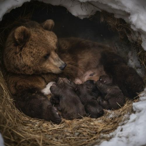 Как медведица жизнь в глубоком сне дарит. 02