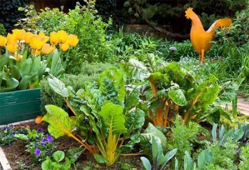 Красивый огород своими руками - как сделать красивые грядки! 05 Красивый огород своими руками - как сделать красивые грядки! 05
