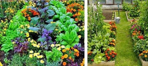 Красивый огород своими руками - как сделать красивые грядки! 01 Красивый огород своими руками - как сделать красивые грядки! 01