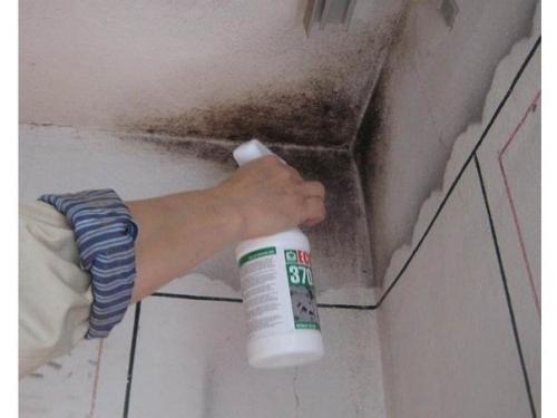 Полезные советы - как вывести плесень. 01