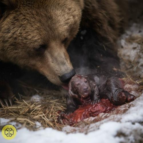 Как медведица жизнь в глубоком сне дарит.

