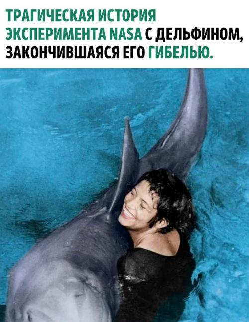 В 1960-х дельфин по имени питер участвовал в проекте Nasa по изучению общения между человеком и дельфином.  