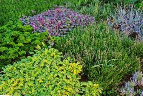 Красивый огород своими руками - как сделать красивые грядки! 04 Красивый огород своими руками - как сделать красивые грядки! 04