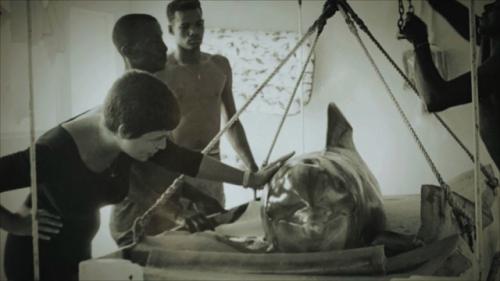 В 1960-х дельфин по имени питер участвовал в проекте Nasa по изучению общения между человеком и дельфином. 01