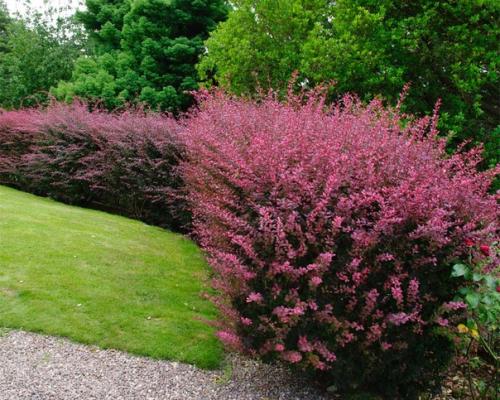 Без шума и пыли - это о живой изгороди! 03