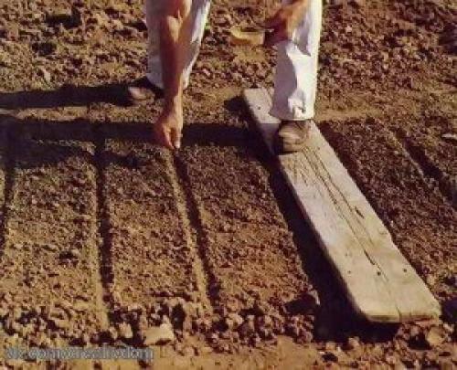 Посев моркови под зиму. 03