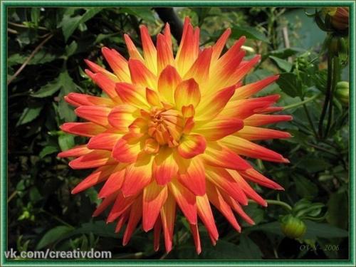 Георгины выбор места. 01