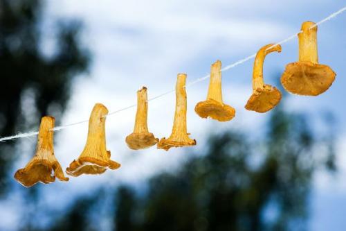 Как правильно засушить грибы, сохранив их свойства и вкус. 02