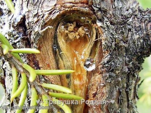 Тайны древесной живицы. 02