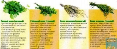 Самострой. Вeники для бaни: виды веников и их полезные свойства. 06 Самострой. Вeники для бaни: виды веников и их полезные свойства. 06