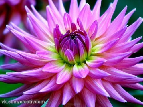 Георгины выбор места. 02