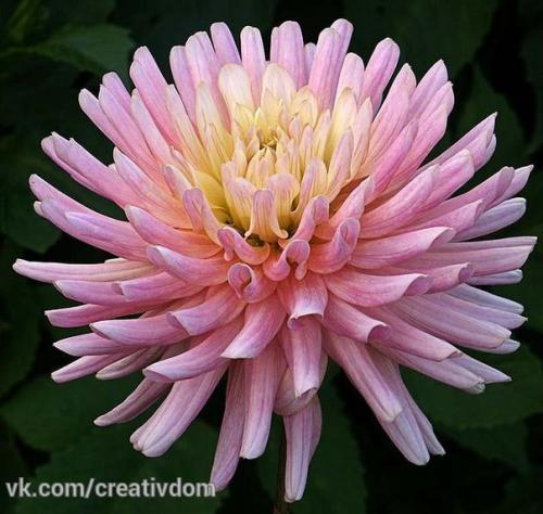 Георгины выбор места. 04