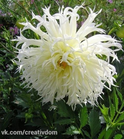 Георгины выбор места. 03