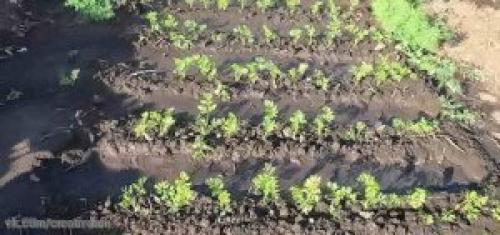 Посев моркови под зиму. 05