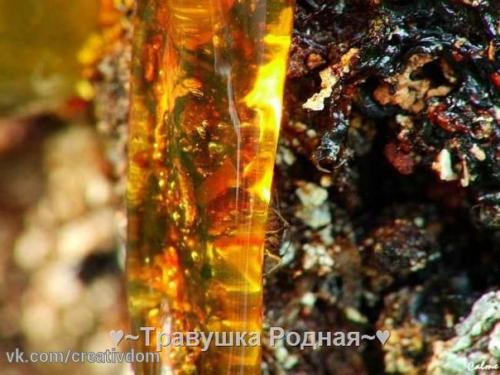 Тайны древесной живицы. 03