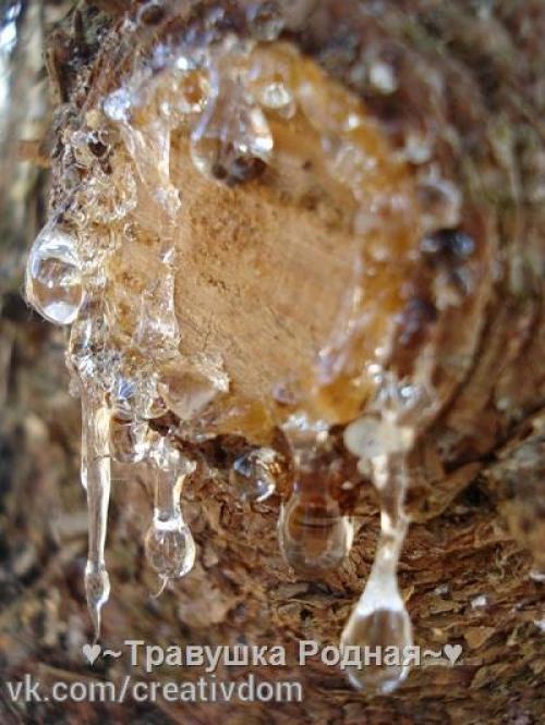 Тайны древесной живицы. 01