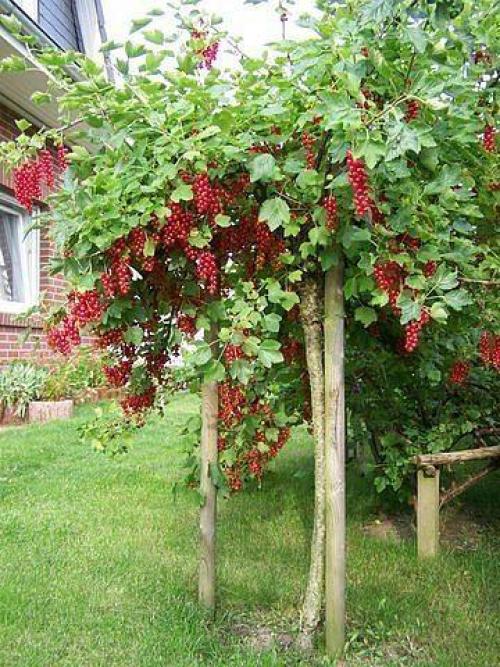 Смородина на штамбе. 01