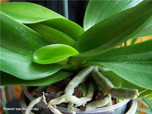 Как размножать орхидею фаленопсис. 01