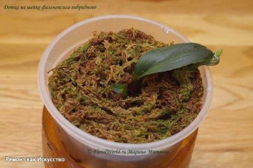 Как размножать орхидею фаленопсис. 07