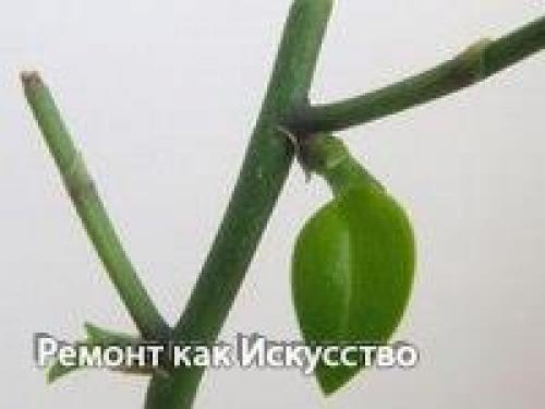 Как размножать орхидею фаленопсис. 04