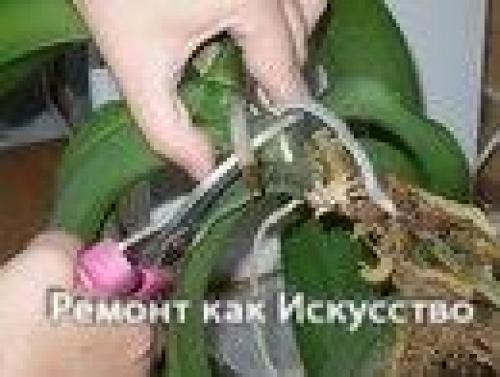 Как размножать орхидею фаленопсис. 06