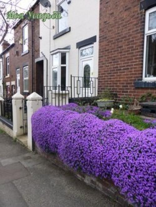 Обриета - яркая подушка лета. 03 Обриета - яркая подушка лета. 03