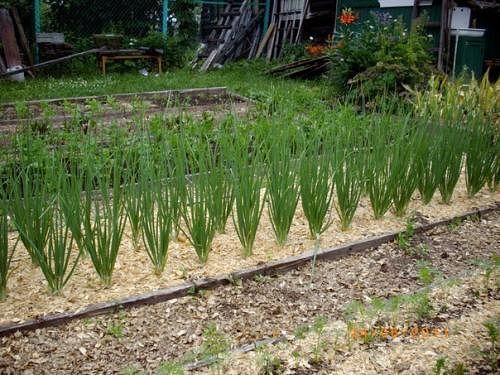 Что делать с опилками. 05 Что делать с опилками. 05