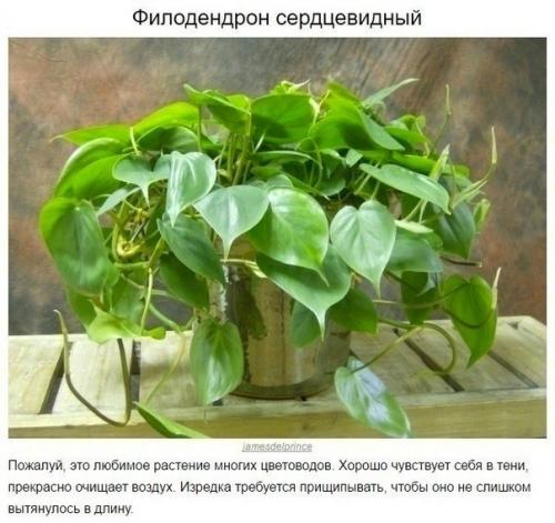 Восхитительные и неприхотливые растения для вашей квартиры. 01