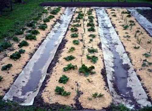 Что делать с опилками. 03 Что делать с опилками. 03