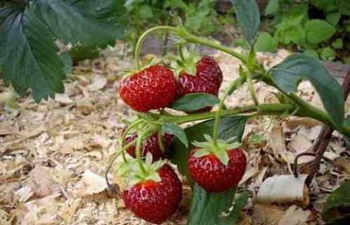 Что делать с опилками. 02 Что делать с опилками. 02