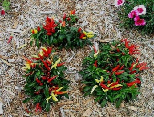 Что делать с опилками. 04 Что делать с опилками. 04