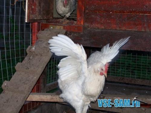 Курятник своими руками. 01