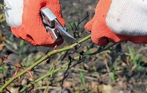 Чтобы розы хорошо перезимовали. 05