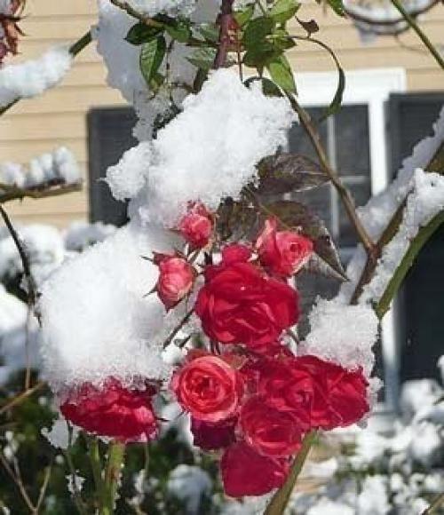 Все ли розы укрывать нужно? 01