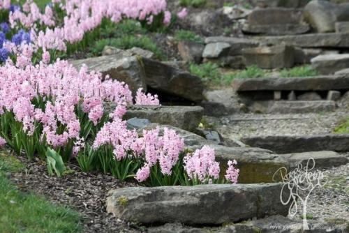 Гравийный сад. Очень простой и недорогой вариант альпийской Горки. 07